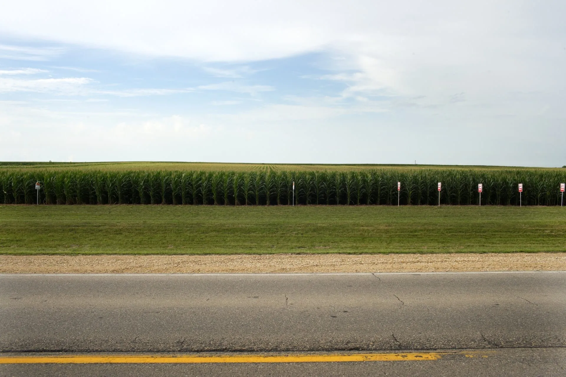 Maisfeld entlang einer Landstrasse unter weitem Himmel.